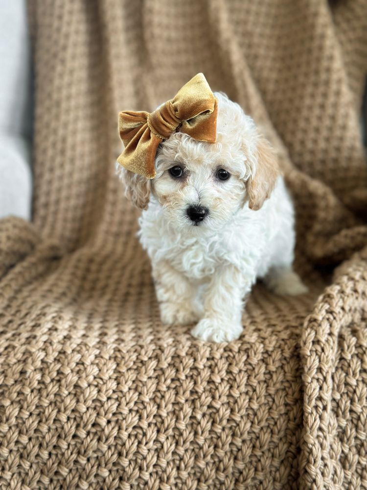 poochon puppies for sale, poochon puppies, poochon breeder, bichpoo puppies for sale, bichpoo breeder, bichon poodle puppies for sale, bichon poodle puppies, bichon poodle puppy, bichonpoo puppies for sale, bichon poodle breeder, teddybear puppies for sale, teddybear puppies, teddybear puppy breeder