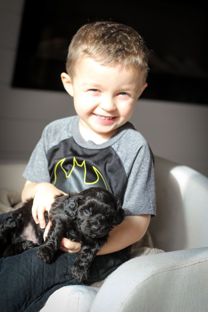 shihpoo puppies for sale, shihpoo puppies, shihpoo breeder, shihpoo puppy. shihtzu poodle mix, poodle shihtzu, shihpoo, shih poo, shih poo puppies for sale, puppies for sale, shihpoo puppies for sale near me, teddy bear puppies for sale, teddybear puppies for sale, teddybear puppies, teddybear puppy, teddybear puppy breeder, designer puppies for sale, small puppies for sale, hypoallergenic puppies, nonshedding puppies, healthy puppies