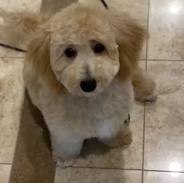 poochon puppy, poochon puppies for sale, poochon breeder, poochon, bichpoo puppies for sale, bichpoo puppy, teddybear puppies