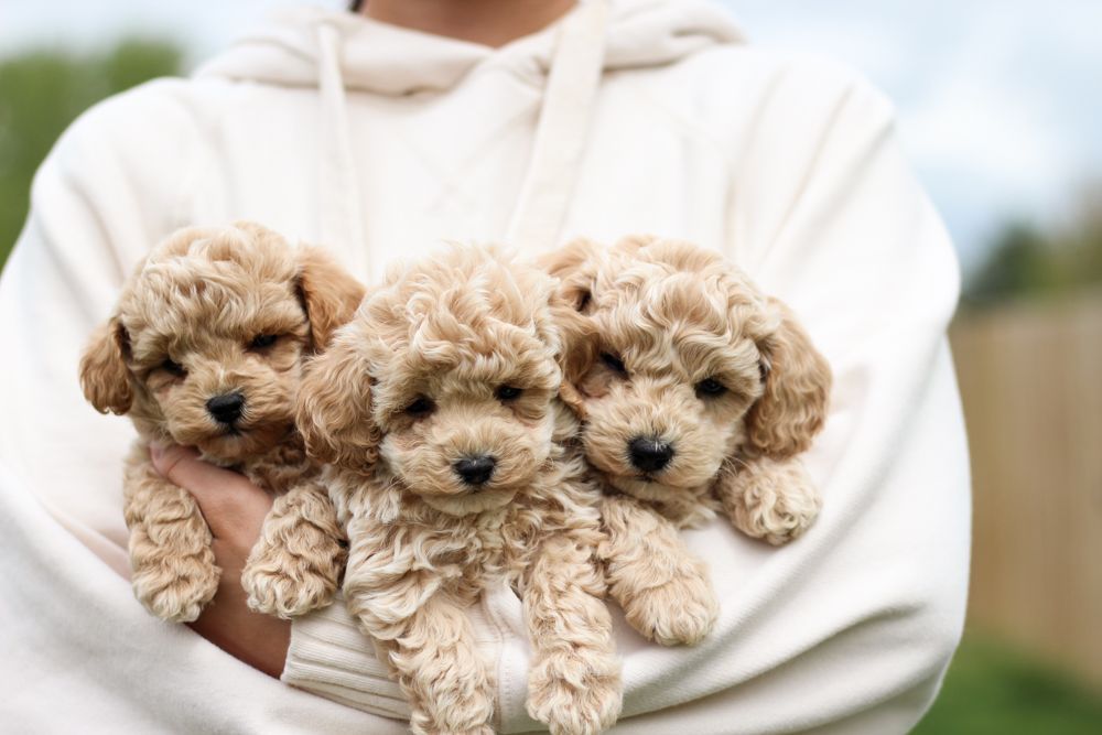poochon puppies for sale, poochon puppies, poochon breeder, bichpoo puppies for sale, bichpoo breeder, bichon poodle puppies for sale, bichon poodle puppies, bichon poodle puppy, bichonpoo puppies for sale, bichon poodle breeder, teddybear puppies for sale, teddybear puppies, teddybear puppy breeder
