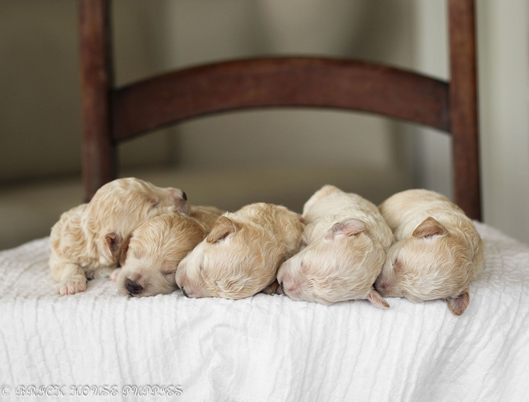 Poochon Puppies for sale, poochon puppies, bichpoo puppies, teddybear puppies for sale, teddybear puppies, teddybear puppy breeder, poochon breeder, puppies for sale