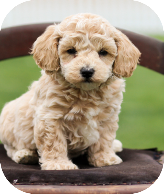 shihpoo puppies for sale, shihpoo breeder, shihpoo puppies, shihoo, teddybear puppy, teddybear puppies for sale, teddybear puppy breeder, puppies for sale, shihtzu poodle puppies, poodle shihtzu puppies for sale, puppies for sale near me, maltipoo puppies for sale,