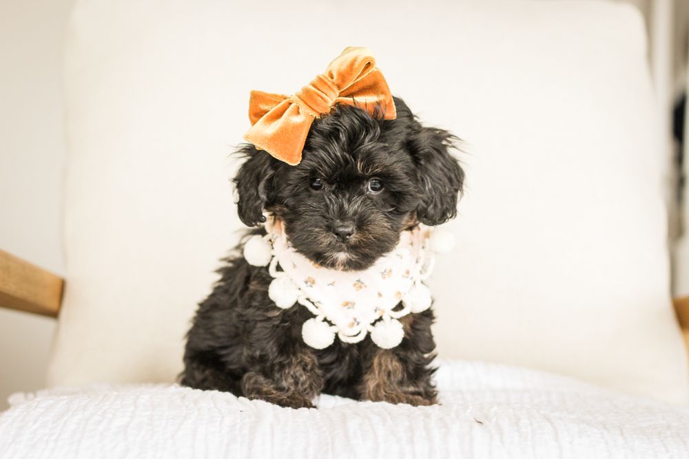 shihpoo puppies for sale, shihpoo puppies, shihpoo breeder, shihpoo puppy. shihtzu poodle mix, poodle shihtzu, shihpoo, shih poo, shih poo puppies for sale, puppies for sale, shihpoo puppies for sale near me, teddy bear puppies for sale, teddybear puppies for sale, teddybear puppies, teddybear puppy, teddybear puppy breeder, designer puppies for sale, small puppies for sale, hypoallergenic puppies, nonshedding puppies, healthy puppies