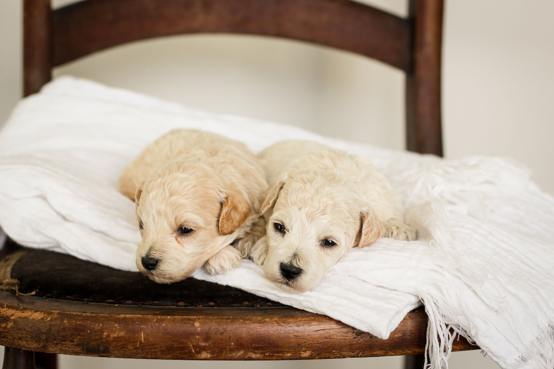 Poochon Puppies for sale, poochon puppies, bichpoo puppies, teddybear puppies for sale, teddybear puppies, teddybear puppy breeder, poochon breeder, puppies for sale