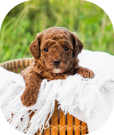 maltipoo puppies for sale, maltipoo, poochon, poochon puppies for sale, shihpoo puppies for sale, shihpoo, shihpoo