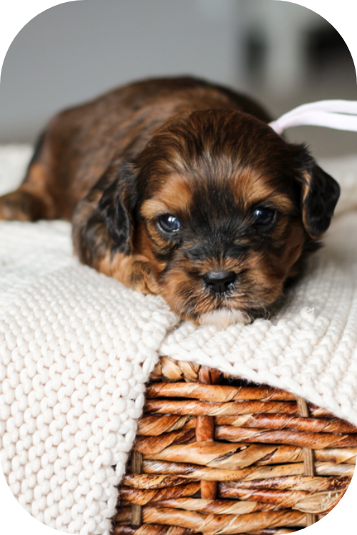 shihpoo puppies for sale, shihpoo puppies, shihpoo breeder,  shihpoo puppy. shihtzu poodle mix, poodle shihtzu, shihpoo, shih poo, shih poo puppies for sale, puppies for sale, shihpoo puppies for sale near me, teddy bear puppies for sale, teddybear puppies for sale, teddybear puppies, teddybear puppy, teddybear puppy breeder, designer puppies for sale, small puppies for sale, hypoallergenic puppies, nonshedding puppies, healthy puppies