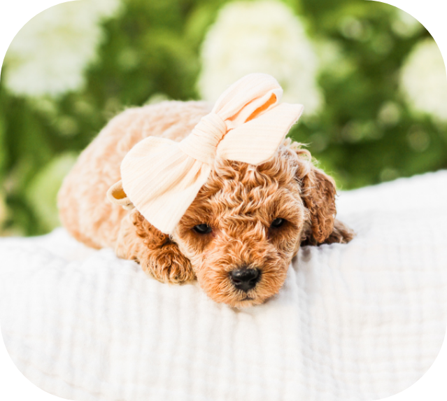 shihpoo puppies for sale, shihpoo breeder, shihpoo puppies, shihoo, teddybear puppy, teddybear puppies for sale, teddybear puppy breeder, puppies for sale, shihtzu poodle puppies, poodle shihtzu puppies for sale, puppies for sale near me, maltipoo puppies for sale,