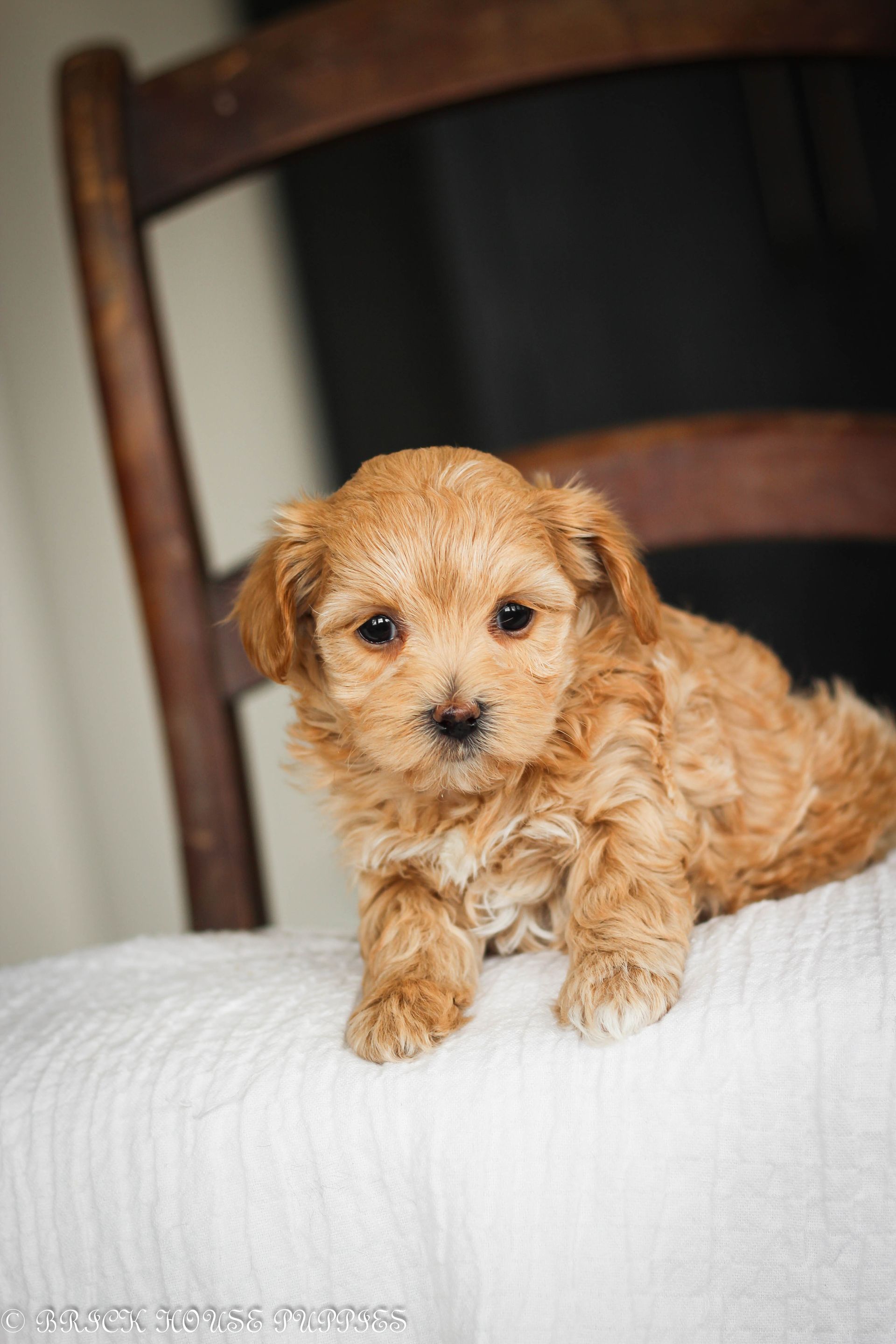 maltipoo puppies for sale, maltipoo puppies, maltese poodle, maltipoo, teddybear puppies for sale, teddybear puppies, puppies for sale, maltipoo breeder, multipoo puppies, multipooh, breeder of ,maltipoo puppies