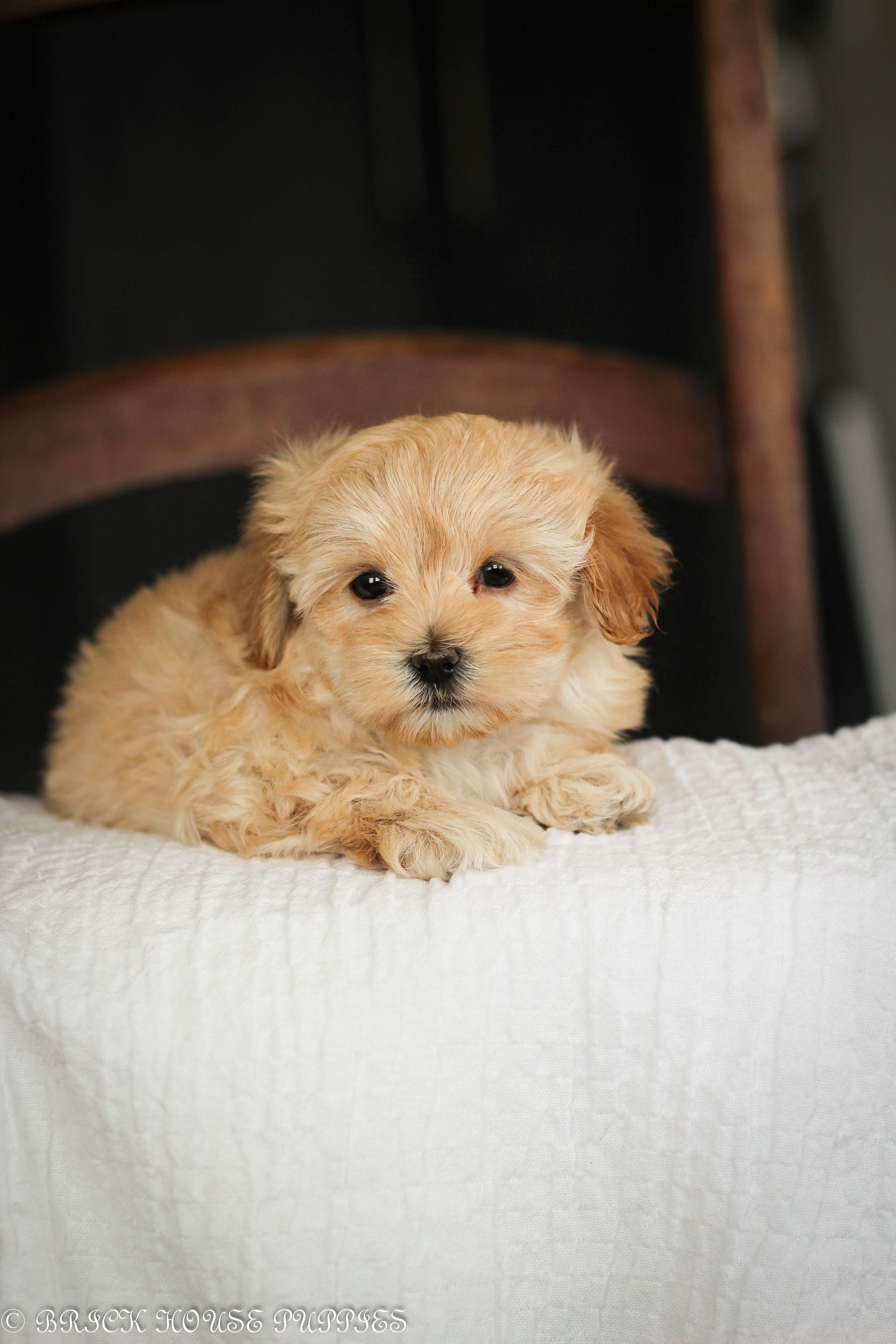 maltipoo puppies for sale, maltipoo puppies, maltese poodle, maltipoo, teddybear puppies for sale, teddybear puppies, puppies for sale, maltipoo breeder, multipoo puppies, multipooh, breeder of ,maltipoo puppies