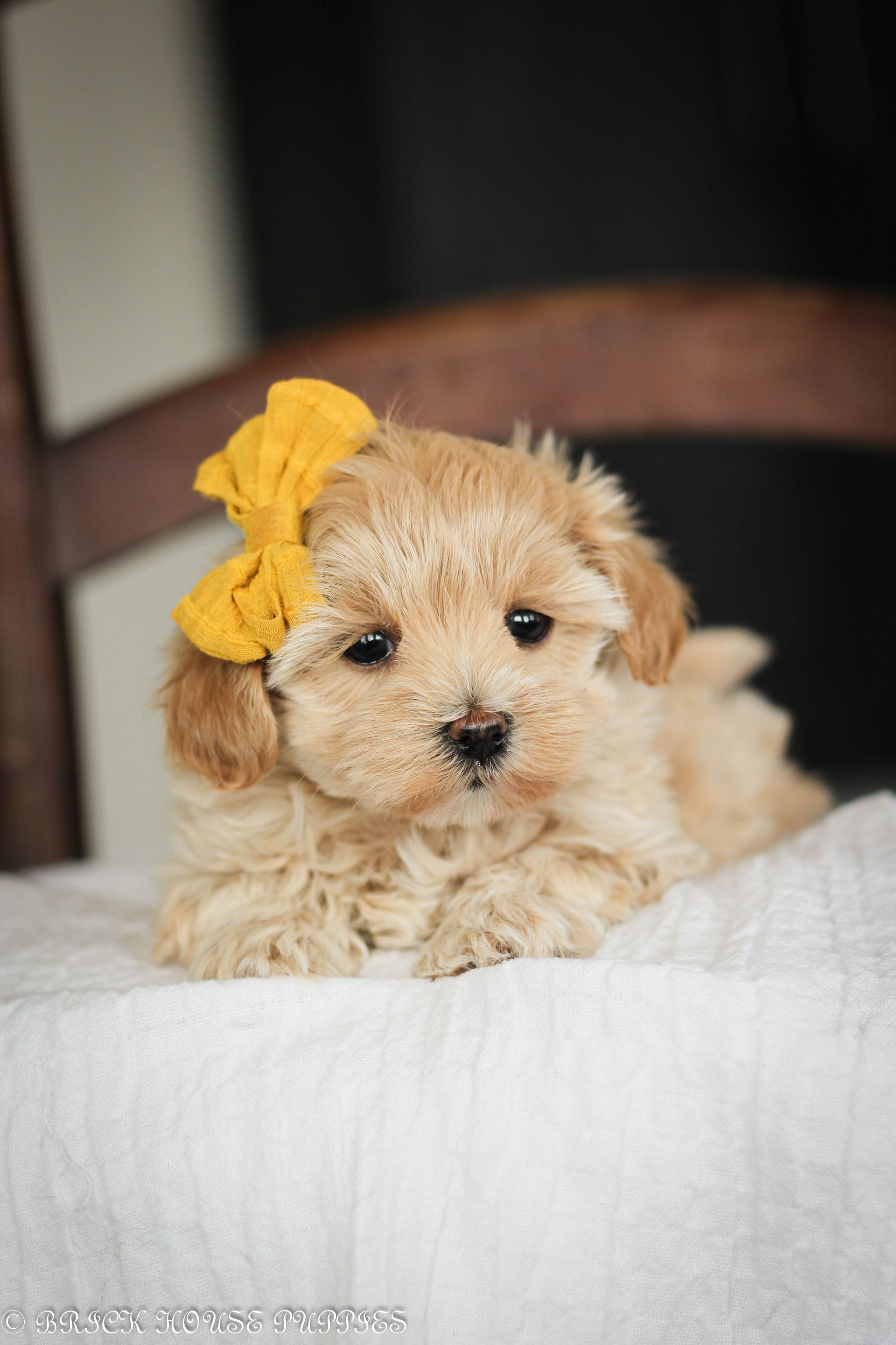 maltipoo puppies for sale, maltipoo puppies, maltese poodle, maltipoo, teddybear puppies for sale, teddybear puppies, puppies for sale, maltipoo breeder, multipoo puppies, multipooh, breeder of ,maltipoo puppies, 