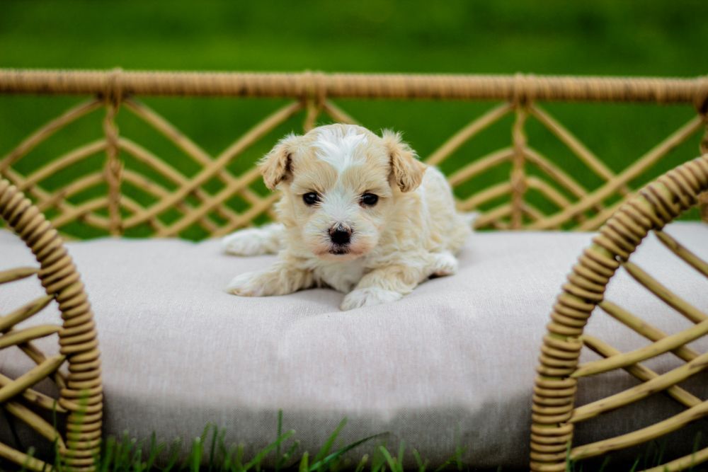 maltipoo puppies for sale, maltipoo puppies, maltese poodle, maltipoo, teddybear puppies for sale, teddybear puppies, puppies for sale, maltipoo breeder, multipoo puppies, multipooh, breeder of ,maltipoo puppies,
