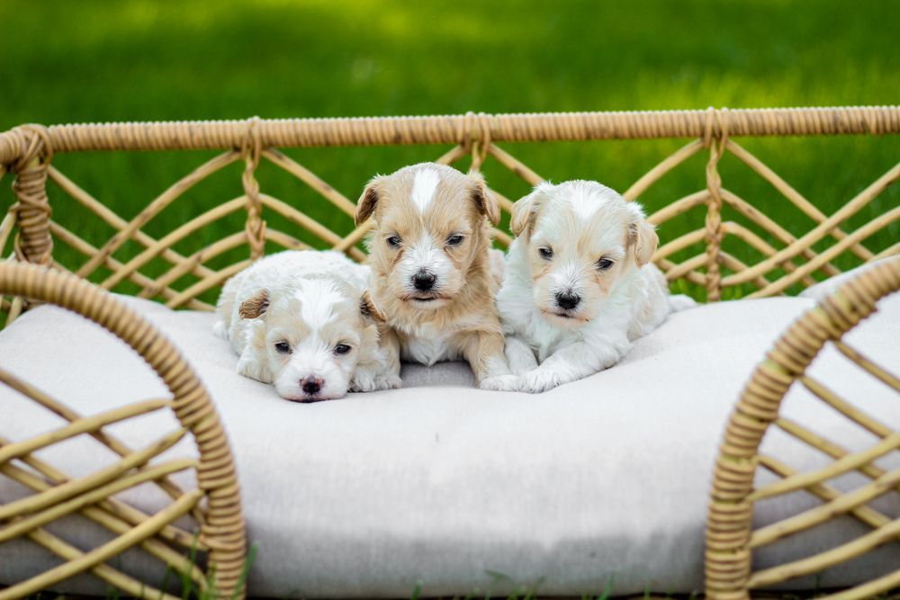 maltipoo puppies for sale, maltipoo puppies, maltese poodle, maltipoo, teddybear puppies for sale, teddybear puppies, puppies for sale, maltipoo breeder, multipoo puppies, multipooh, breeder of ,maltipoo puppies,