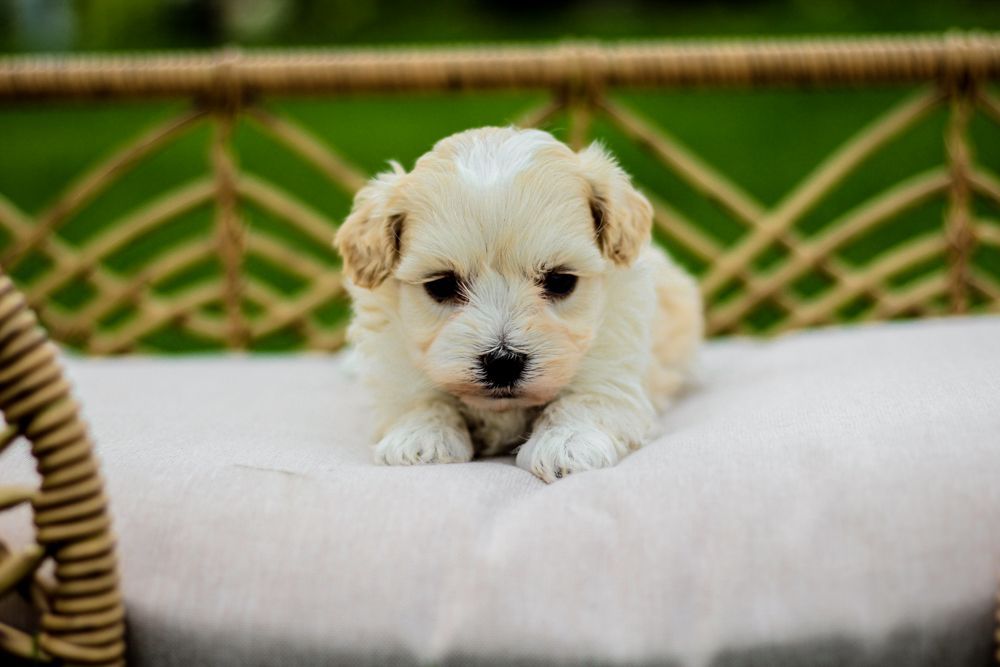 maltipoo puppies for sale, maltipoo puppies, maltese poodle, maltipoo, teddybear puppies for sale, teddybear puppies, puppies for sale, maltipoo breeder, multipoo puppies, multipooh, breeder of ,maltipoo puppies,