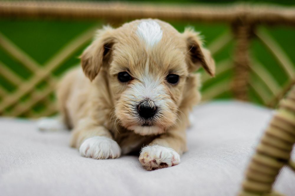 shihpoo dog, shih poo puppies for sale, shihpoo puppies for sale near me, puppies for sale, teddybear dog teddybear dog breeder, shihpoo breeder, shih poo, shihpoo, shihtzu poodle mix, shihtzu poodle, dog breeder, doodle puppies for sale, doodle puppy