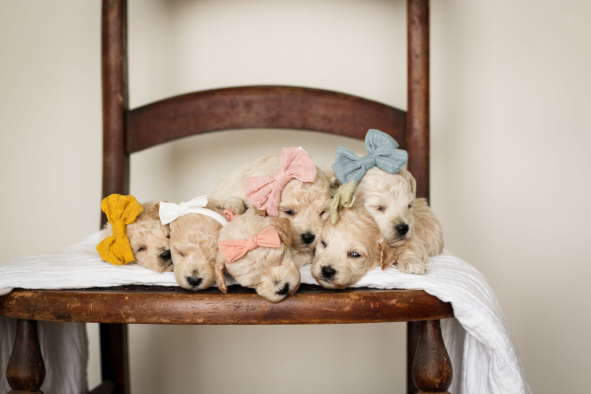 Poochon Puppies for sale, poochon puppies, bichpoo puppies, teddybear puppies for sale, teddybear puppies, teddybear puppy breeder, poochon breeder, puppies for sale