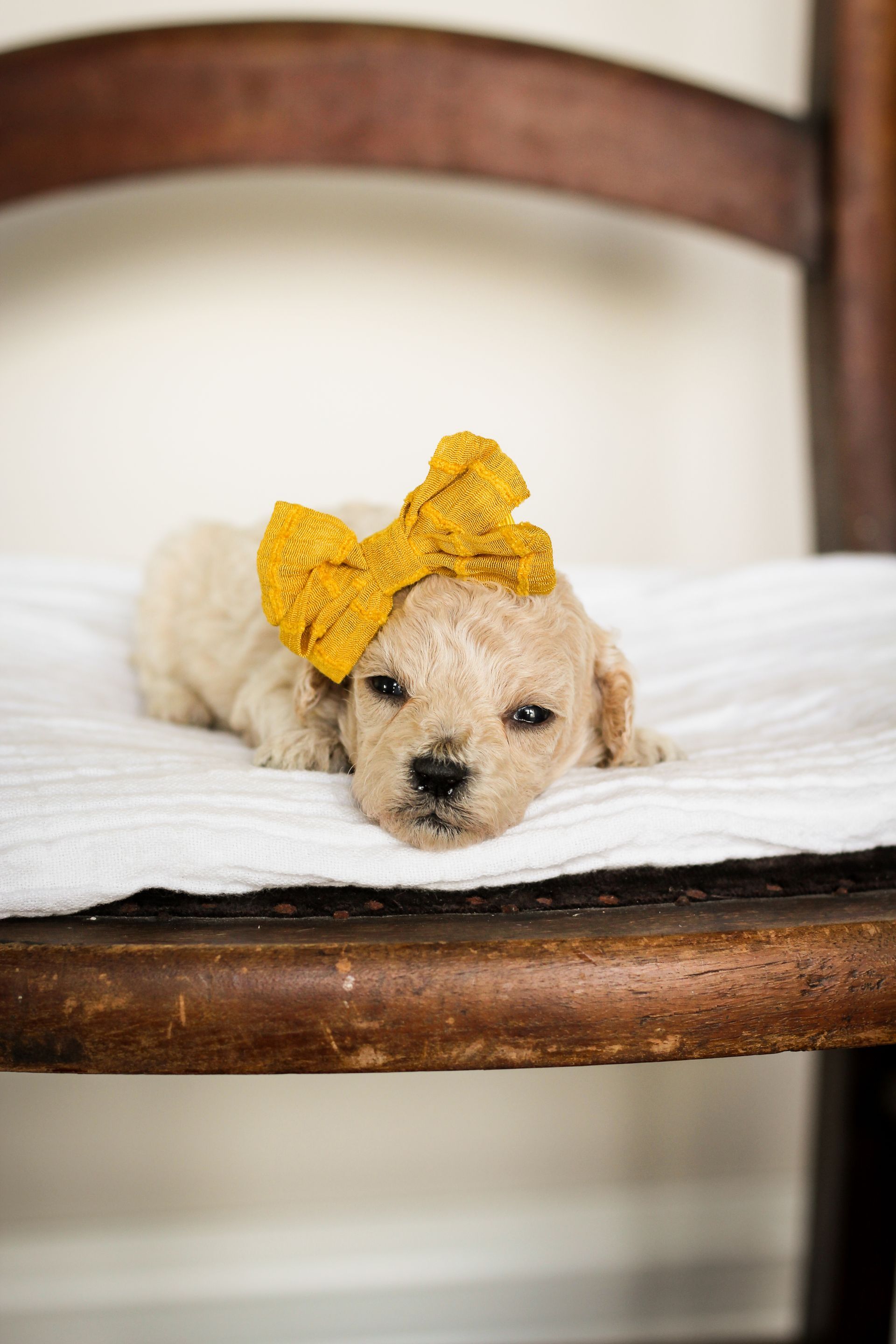 poochon puppies for sale, poochon puppies, poochon breeder, bichpoo puppies for sale, bichpoo breeder, bichon poodle puppies for sale, bichon poodle puppies, bichon poodle puppy, bichonpoo puppies for sale, bichon poodle breeder, teddybear puppies for sale, teddybear puppies, teddybear puppy breeder