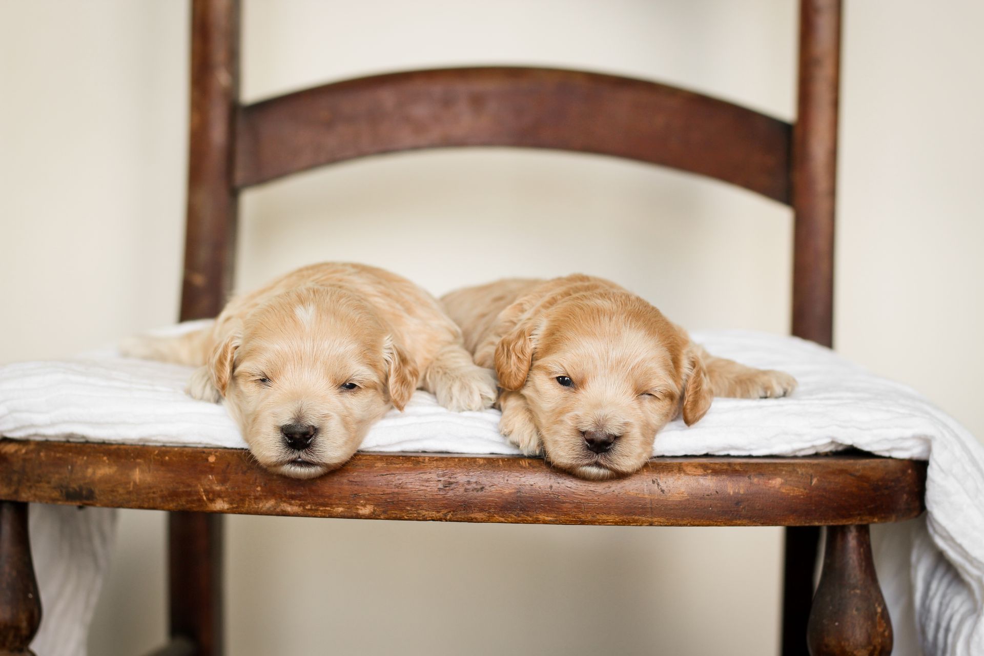 maltipoo puppies for sale, maltipoo puppies, maltese poodle, maltipoo, teddybear puppies for sale, teddybear puppies, puppies for sale, maltipoo breeder, multipoo puppies, multipooh, breeder of ,maltipoo puppies, multipoo puppies for sale, multipoo puppies, multipoo, multipoo breeder