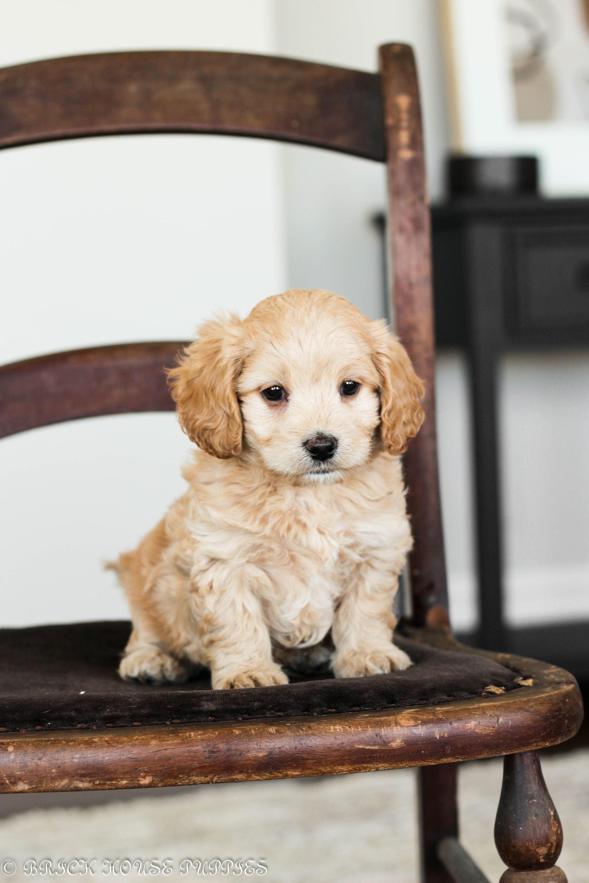 maltipoo puppies for sale, maltipoo puppies, maltese poodle, maltipoo, teddybear puppies for sale, teddybear puppies, puppies for sale, maltipoo breeder, multipoo puppies, multipooh, breeder of ,maltipoo puppies, multipoo puppies for sale, multipoo puppies, multipoo, multipoo breeder