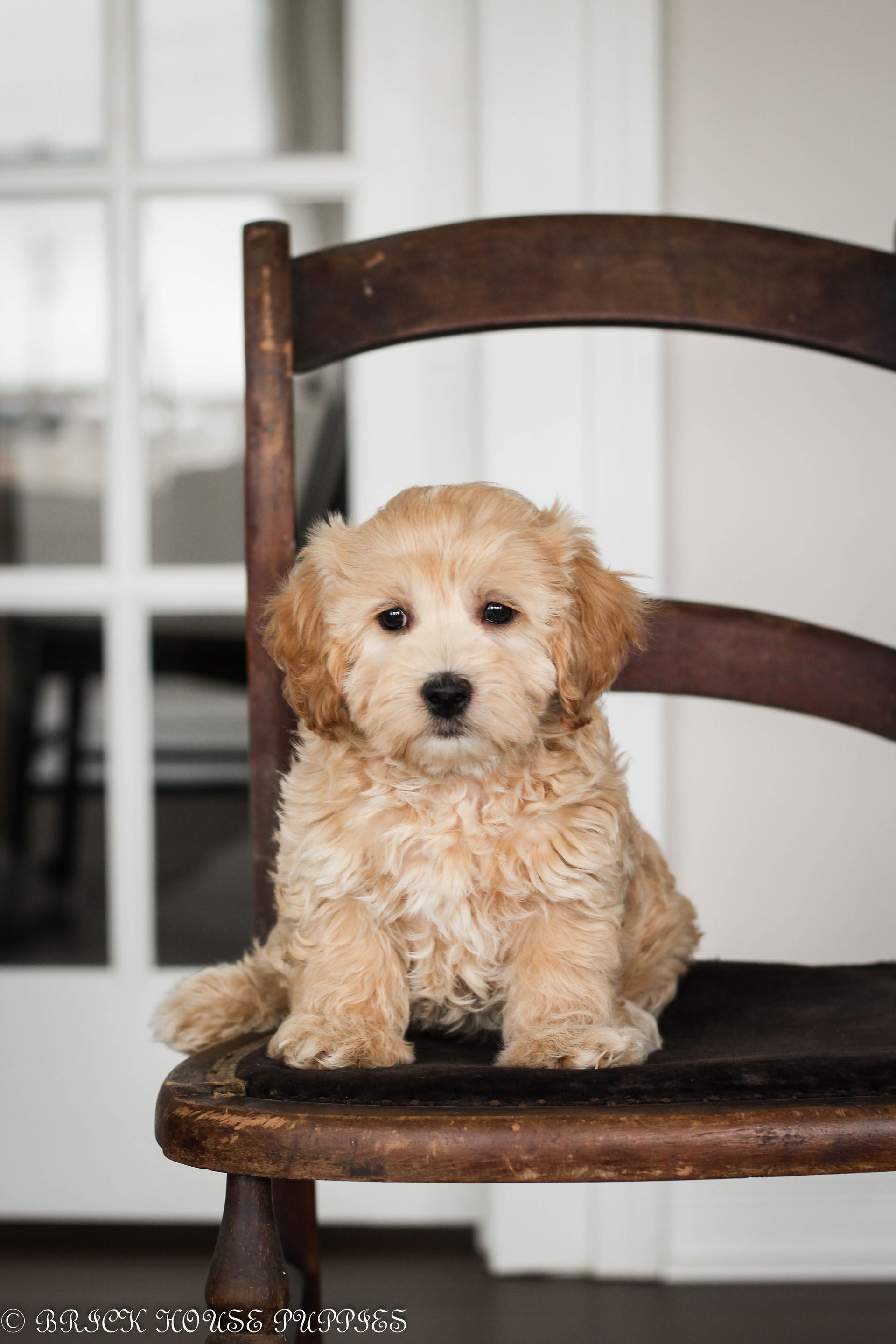maltipoo puppies for sale, maltipoo puppies, maltese poodle, maltipoo, teddybear puppies for sale, teddybear puppies, puppies for sale, maltipoo breeder, multipoo puppies, multipooh, breeder of ,maltipoo puppies, multipoo puppies for sale, multipoo puppies, multipoo, multipoo breeder