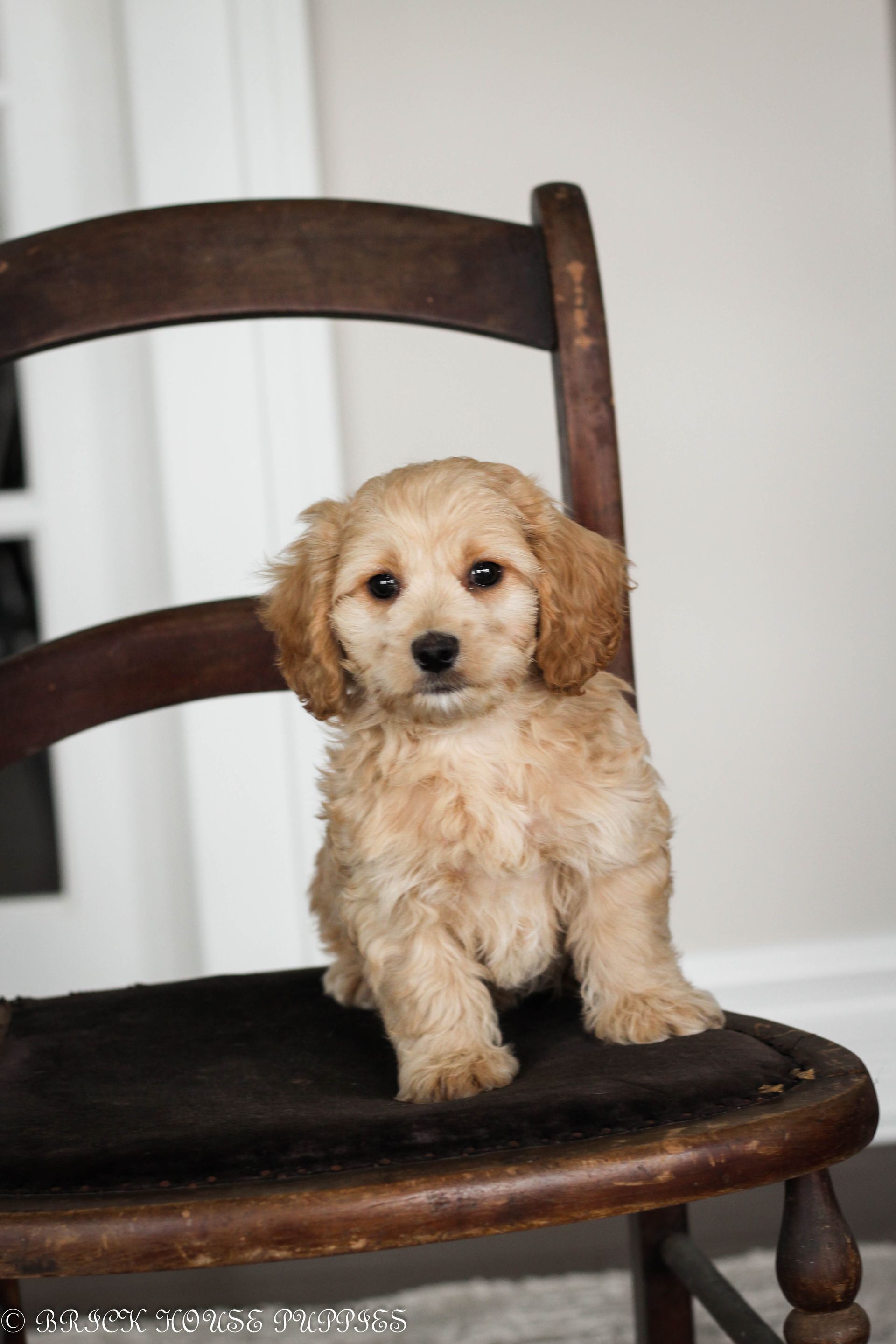 maltipoo puppies for sale, maltipoo puppies, maltese poodle, maltipoo, teddybear puppies for sale, teddybear puppies, puppies for sale, maltipoo breeder, multipoo puppies, multipooh, breeder of ,maltipoo puppies, multipoo puppies for sale, multipoo puppies, multipoo, multipoo breeder