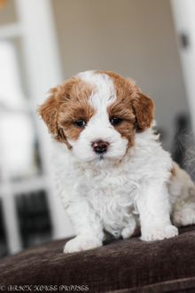 poochon puppies for sale, poochon breeder, poochon puppy, teddybear puppies for sale, puppies for sale, teddybear puppy, teddybear puppy breeder, bichpoo puppies for sale, bichpoo puppies, bichpoo breeder, bichpoo puppy, maltipoo puppies for sale maltipoo breeder, maltipoo, teddybear puppies for sale, multipoo, maltepoo, shihpoo puppies for sale, shihpoo puppies, shihpoo, shihpoo breeder,, teddybear puppies, , shihtzu poodle puppies, shihpoo puppies for sale, shihpoo puppies, shihpoo, shihpoo breeder, teddybear puppies for sale, teddybear puppies, teddybear puppy, shihtzu poodle puppies, puppies for sale, puppies for sale near me, poochon breeder, poochon puppies for sale, poochon puppies, poochon breeder, maltipoo puppies for sale, maltipoo, maltipoo breeder, maltipoo puppies, malti poo, multipoo, maltepoo