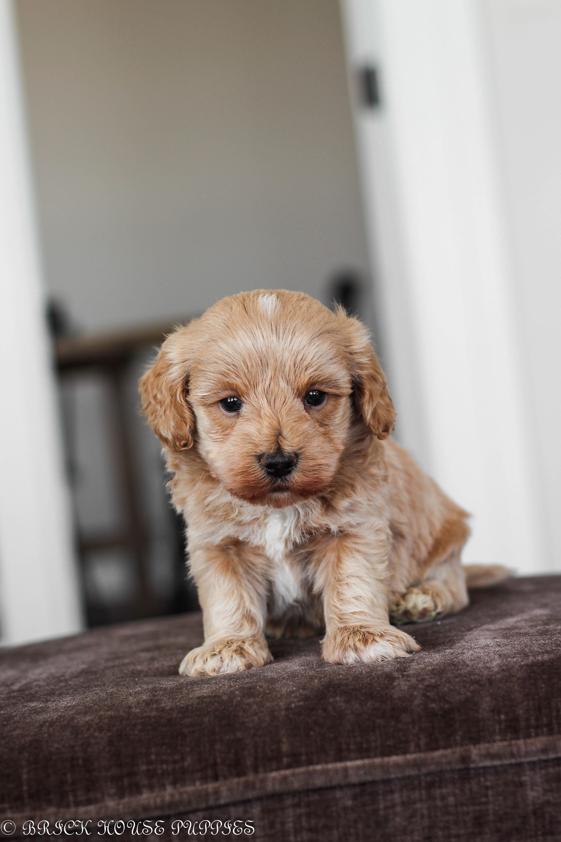 maltipoo puppies for sale, maltipoo puppies, maltese poodle, maltipoo, teddybear puppies for sale, teddybear puppies, puppies for sale, maltipoo breeder, multipoo puppies, multipooh, breeder of ,maltipoo puppies