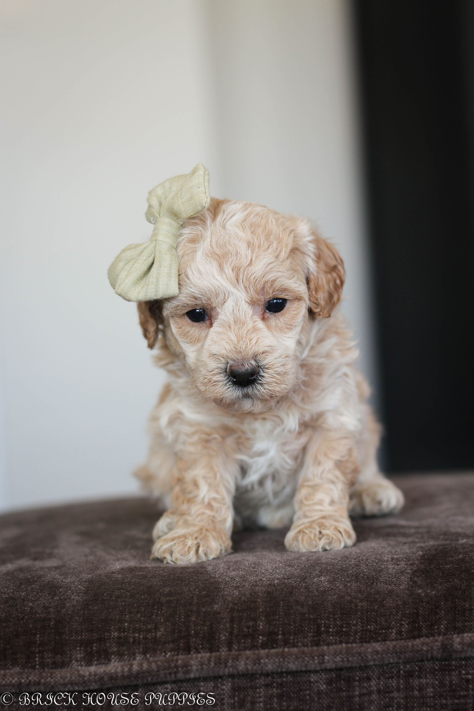 Poochon Puppies for sale, poochon puppies, bichpoo puppies, teddybear puppies for sale, teddybear puppies, teddybear puppy breeder, poochon breeder, puppies for sale