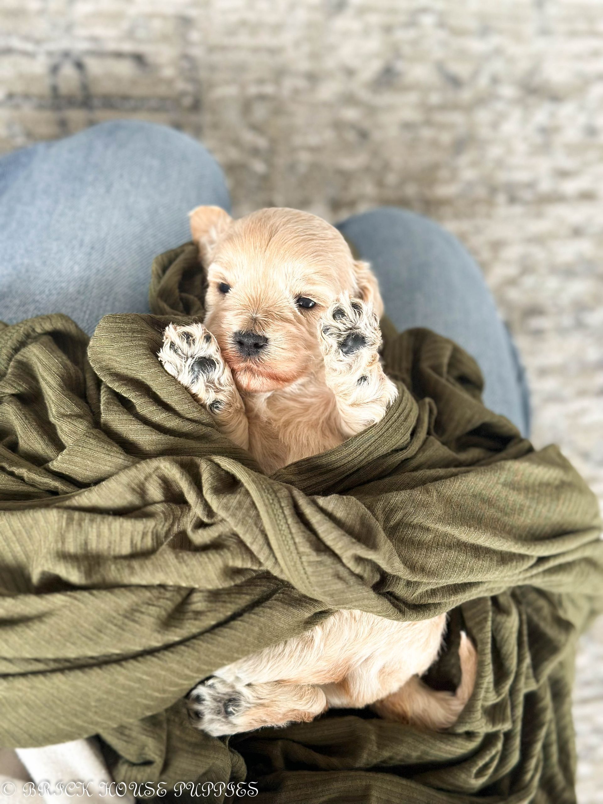 maltipoo puppies for sale, maltipoo puppies, maltese poodle, maltipoo, teddybear puppies for sale, teddybear puppies, puppies for sale, maltipoo breeder, multipoo puppies, multipooh, breeder of ,maltipoo puppies