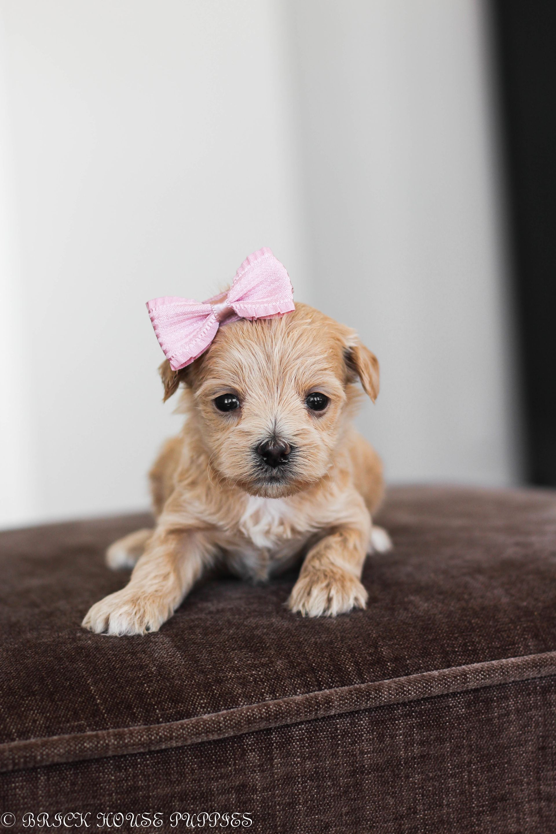 maltipoo puppies for sale, maltipoo puppies, maltese poodle, maltipoo, teddybear puppies for sale, teddybear puppies, puppies for sale, maltipoo breeder, multipoo puppies, multipooh, breeder of ,maltipoo puppies