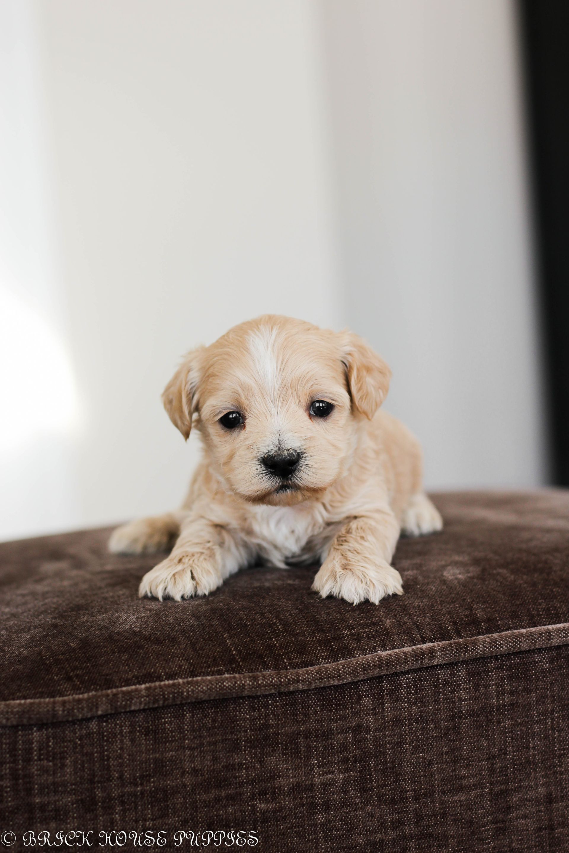 maltipoo puppies for sale, maltipoo puppies, maltese poodle, maltipoo, teddybear puppies for sale, teddybear puppies, puppies for sale, maltipoo breeder, multipoo puppies, multipooh, breeder of ,maltipoo puppies