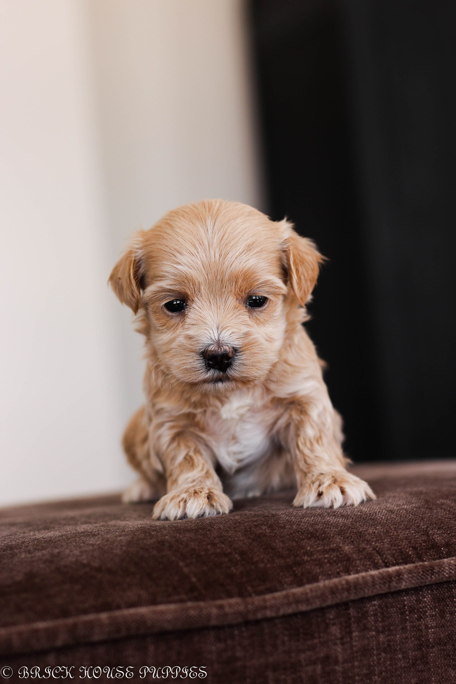 maltipoo puppies for sale, maltipoo puppies, maltese poodle, maltipoo, teddybear puppies for sale, teddybear puppies, puppies for sale, maltipoo breeder, multipoo puppies, multipooh, breeder of ,maltipoo puppies