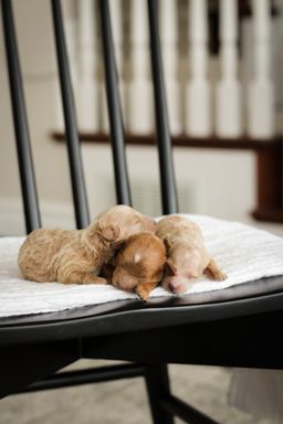 maltipoo puppies for sale, maltipoo puppies, maltese poodle, maltipoo, teddybear puppies for sale, teddybear puppies, puppies for sale, maltipoo breeder, multipoo puppies, multipooh, breeder of ,maltipoo puppies,