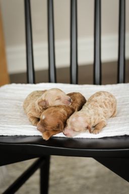 maltipoo puppies for sale, maltipoo puppies, maltese poodle, maltipoo, teddybear puppies for sale, teddybear puppies, puppies for sale, maltipoo breeder, multipoo puppies, multipooh, breeder of ,maltipoo puppies,