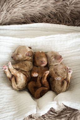 maltipoo puppies for sale, maltipoo puppies, maltese poodle, maltipoo, teddybear puppies for sale, teddybear puppies, puppies for sale, maltipoo breeder, multipoo puppies, multipooh, breeder of ,maltipoo puppies,