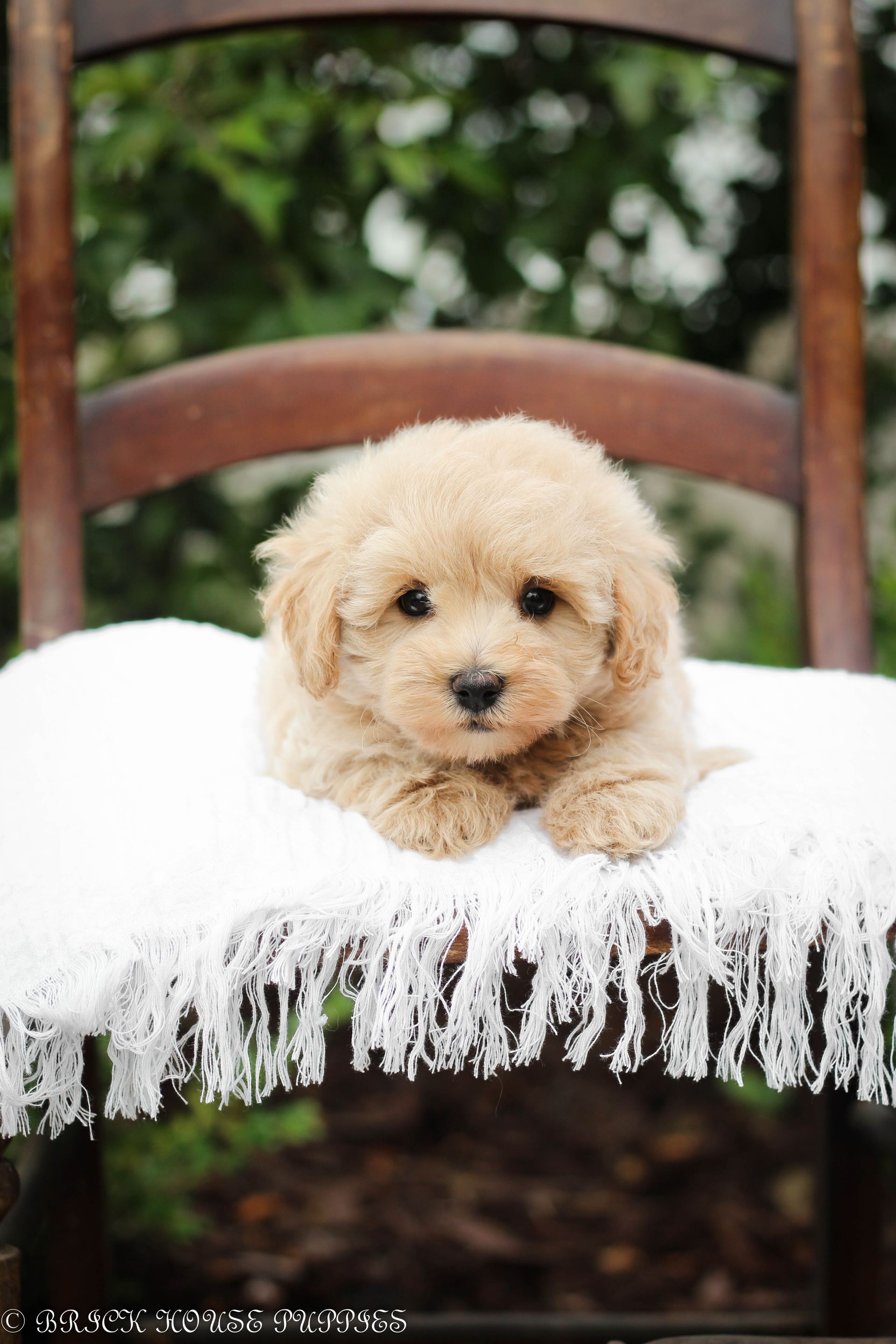 maltipoo puppies for sale, maltipoo puppies, maltese poodle, maltipoo, teddybear puppies for sale, teddybear puppies, puppies for sale, maltipoo breeder, multipoo puppies, multipooh, breeder of ,maltipoo puppies, multipoo puppies for sale, multipoo puppies, multipoo, multipoo breeder