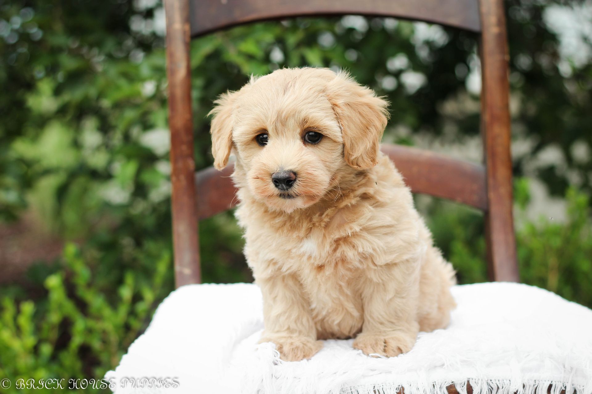 maltipoo puppies for sale, maltipoo puppies, maltese poodle, maltipoo, teddybear puppies for sale, teddybear puppies, puppies for sale, maltipoo breeder, multipoo puppies, multipooh, breeder of ,maltipoo puppies, multipoo puppies for sale, multipoo puppies, multipoo, multipoo breeder