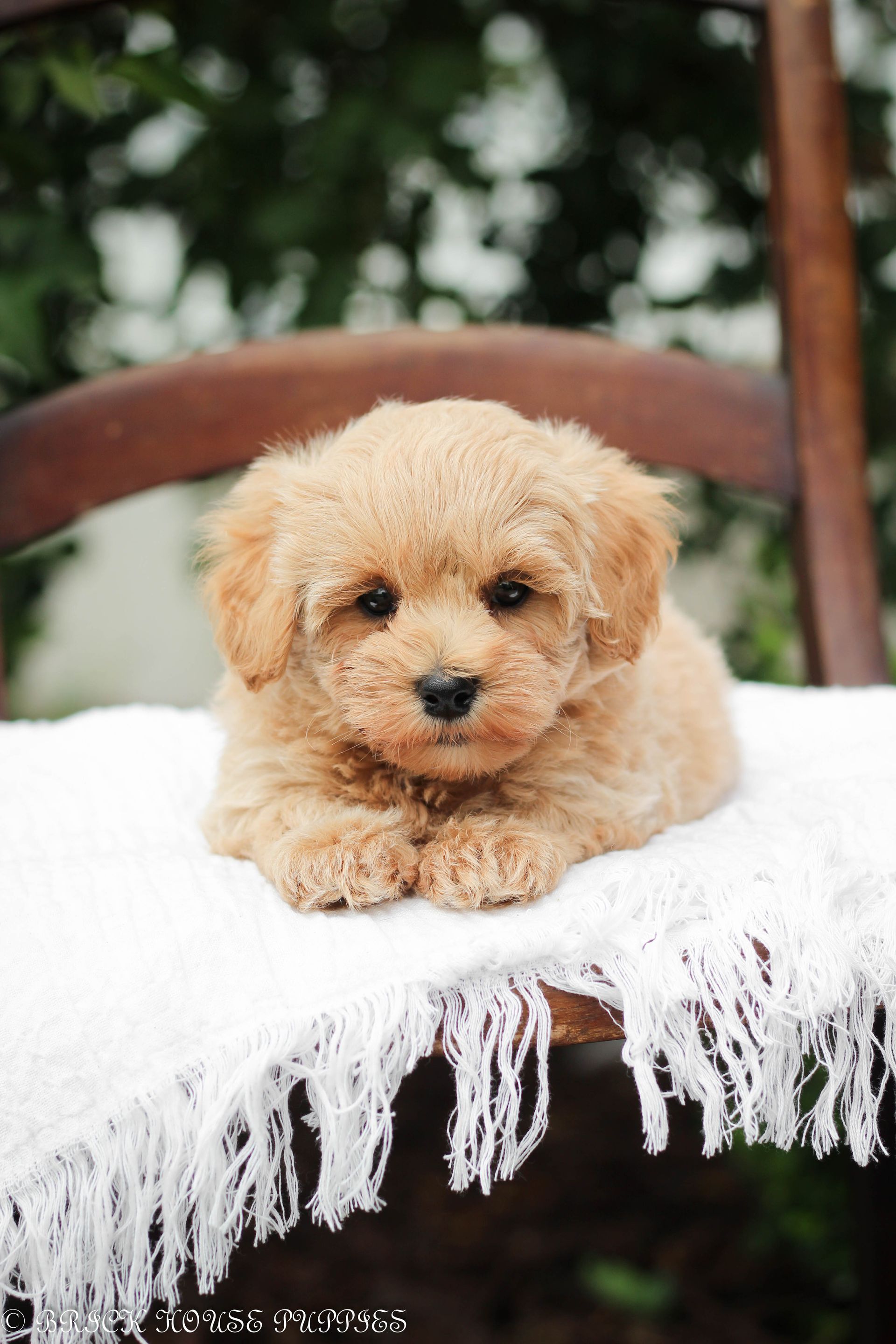 maltipoo puppies for sale, maltipoo puppies, maltese poodle, maltipoo, teddybear puppies for sale, teddybear puppies, puppies for sale, maltipoo breeder, multipoo puppies, multipooh, breeder of ,maltipoo puppies, multipoo puppies for sale, multipoo puppies, multipoo, multipoo breeder