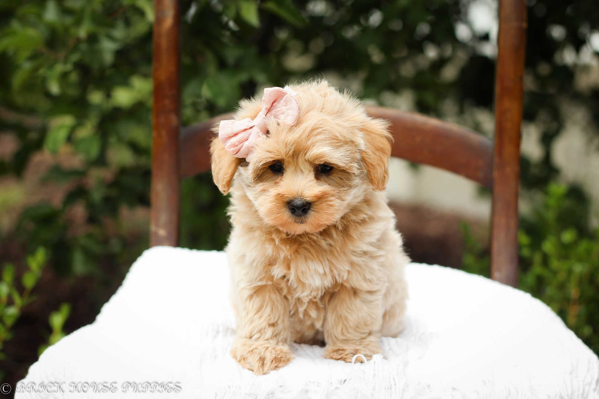 maltipoo puppies for sale, maltipoo puppies, maltese poodle, maltipoo, teddybear puppies for sale, teddybear puppies, puppies for sale, maltipoo breeder, multipoo puppies, multipooh, breeder of ,maltipoo puppies, multipoo puppies for sale, multipoo puppies, multipoo, multipoo breeder