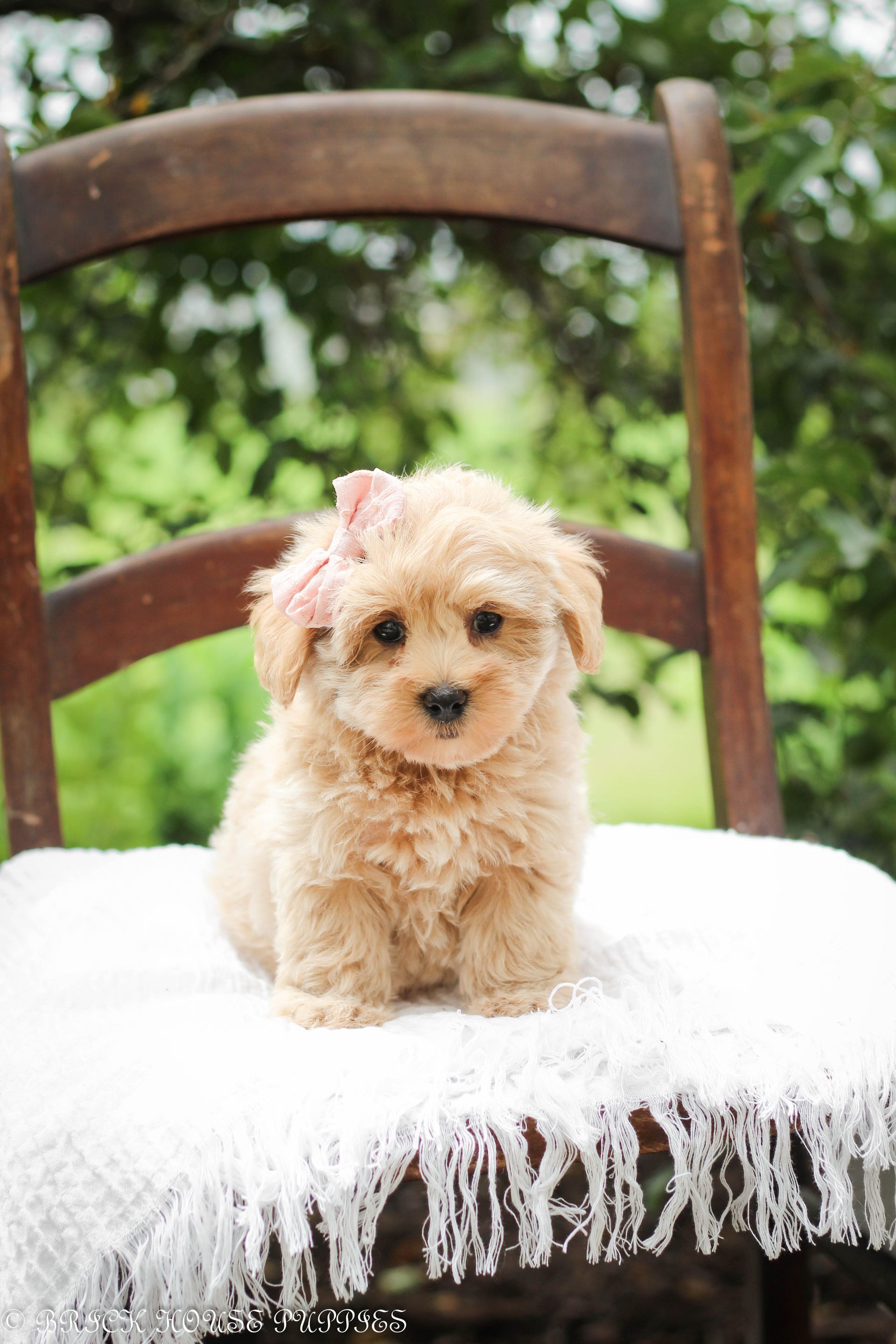 maltipoo puppies for sale, maltipoo puppies, maltese poodle, maltipoo, teddybear puppies for sale, teddybear puppies, puppies for sale, maltipoo breeder, multipoo puppies, multipooh, breeder of ,maltipoo puppies, multipoo puppies for sale, multipoo puppies, multipoo, multipoo breeder