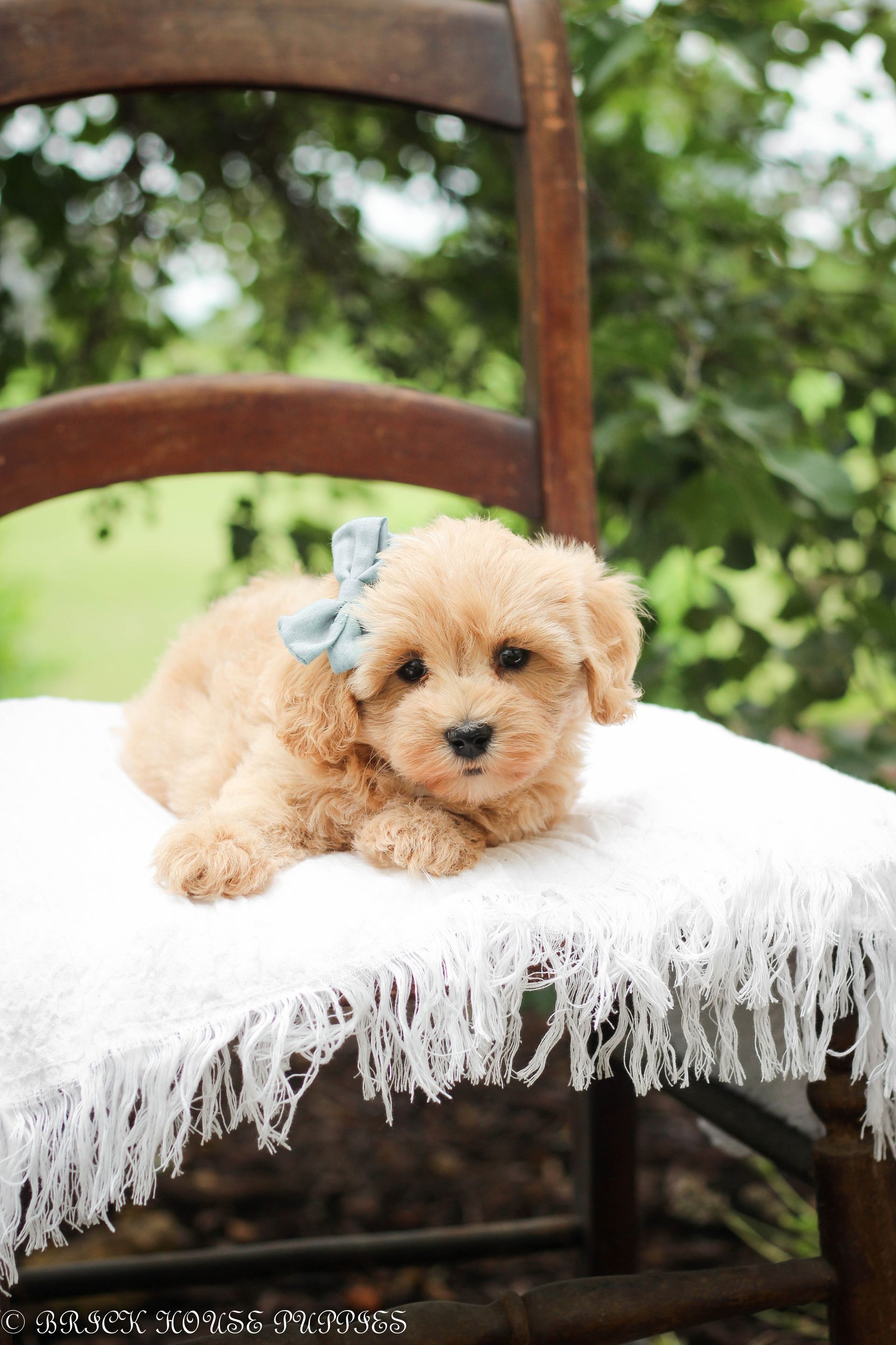 maltipoo puppies for sale, maltipoo puppies, maltese poodle, maltipoo, teddybear puppies for sale, teddybear puppies, puppies for sale, maltipoo breeder, multipoo puppies, multipooh, breeder of ,maltipoo puppies, multipoo puppies for sale, multipoo puppies, multipoo, multipoo breeder