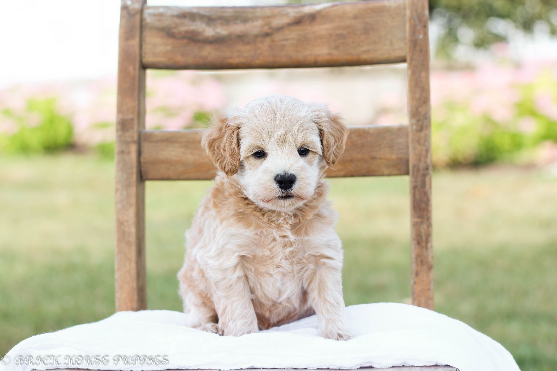 maltipoo puppies for sale, maltipoo puppies, maltese poodle, maltipoo, teddybear puppies for sale, teddybear puppies, puppies for sale, maltipoo breeder, multipoo puppies, multipooh, breeder of ,maltipoo puppies, multipoo puppies for sale, multipoo puppies, multipoo, multipoo breeder