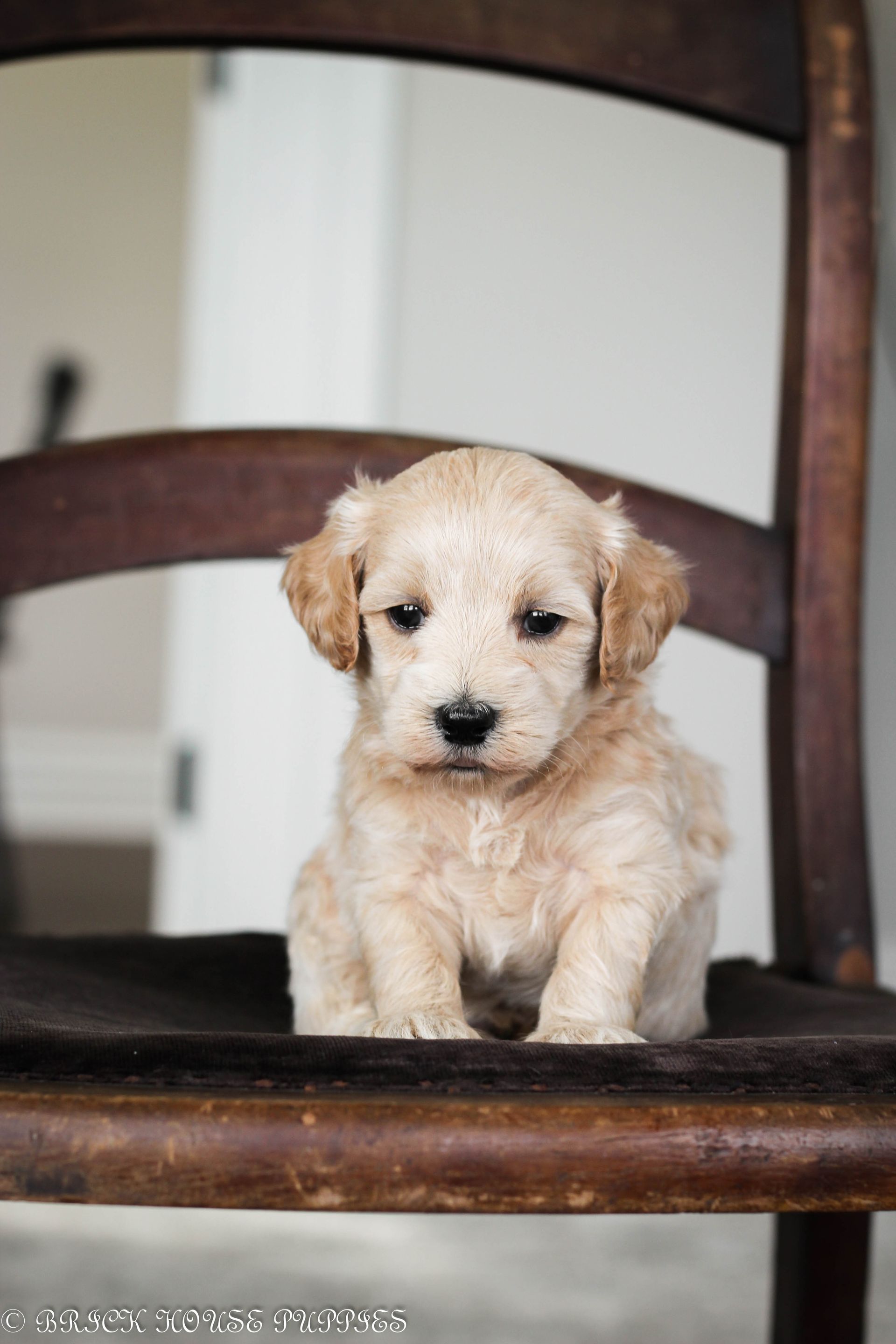 maltipoo puppies for sale, maltipoo puppies, maltese poodle, maltipoo, teddybear puppies for sale, teddybear puppies, puppies for sale, maltipoo breeder, multipoo puppies, multipooh, breeder of ,maltipoo puppies, multipoo puppies for sale, multipoo puppies, multipoo, multipoo breeder