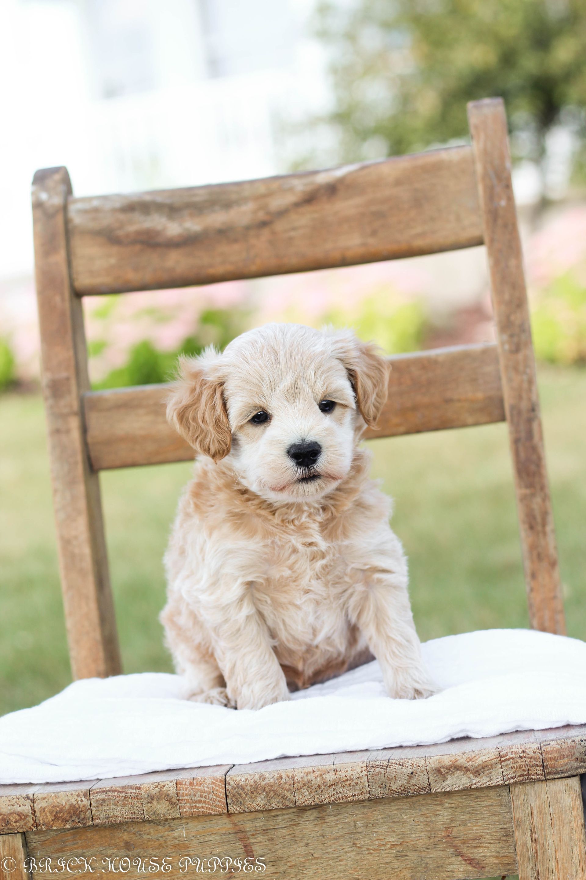maltipoo puppies for sale, maltipoo puppies, maltese poodle, maltipoo, teddybear puppies for sale, teddybear puppies, puppies for sale, maltipoo breeder, multipoo puppies, multipooh, breeder of ,maltipoo puppies, multipoo puppies for sale, multipoo puppies, multipoo, multipoo breeder