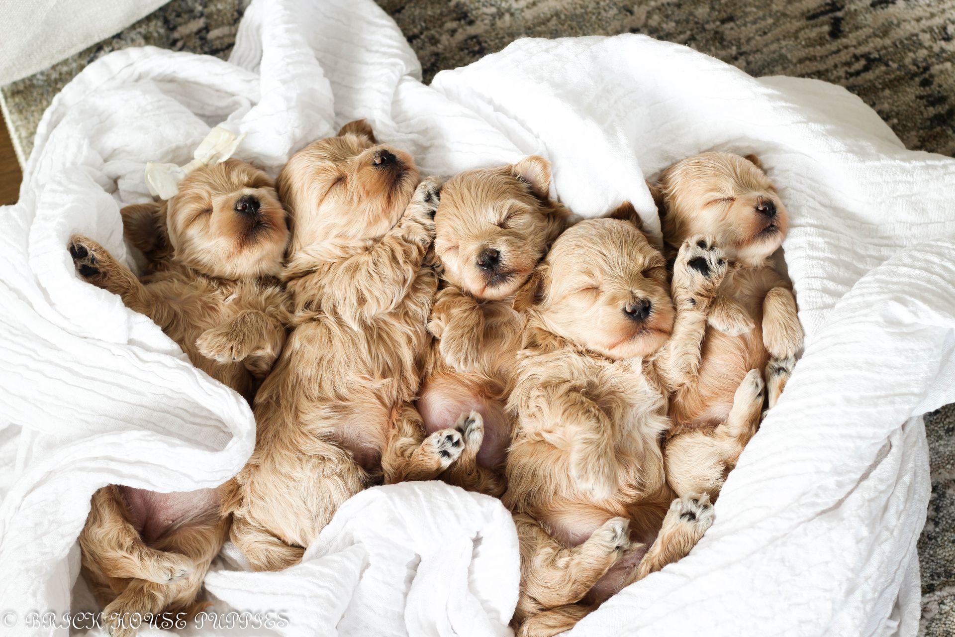 maltipoo puppies for sale, maltipoo puppies, maltese poodle, maltipoo, teddybear puppies for sale, teddybear puppies, puppies for sale, maltipoo breeder, multipoo puppies, multipooh, breeder of ,maltipoo puppies, multipoo puppies for sale, multipoo puppies, multipoo, multipoo breeder
