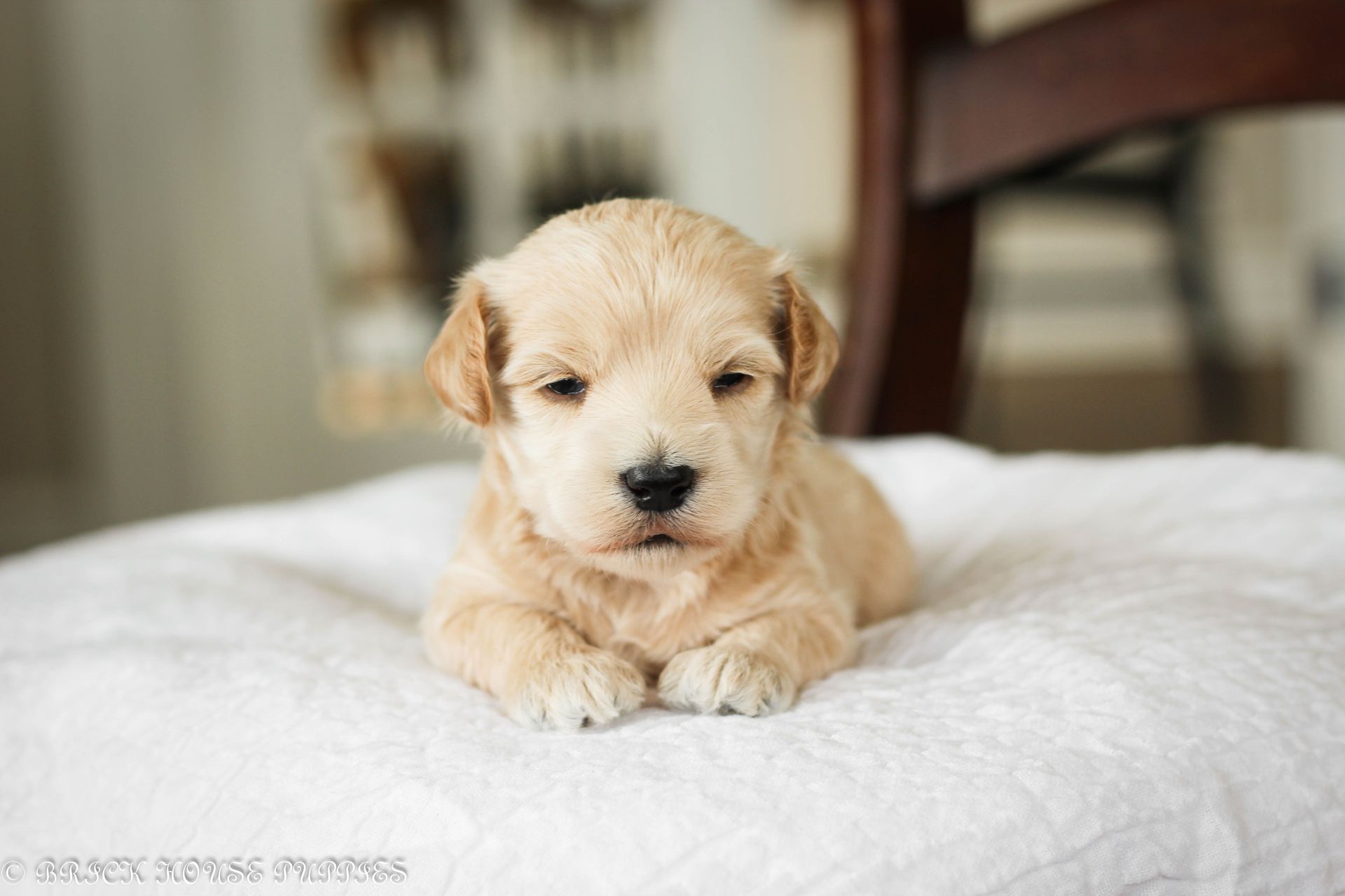 maltipoo puppies for sale, maltipoo puppies, maltese poodle, maltipoo, teddybear puppies for sale, teddybear puppies, puppies for sale, maltipoo breeder, multipoo puppies, multipooh, breeder of ,maltipoo puppies, multipoo puppies for sale, multipoo puppies, multipoo, multipoo breeder