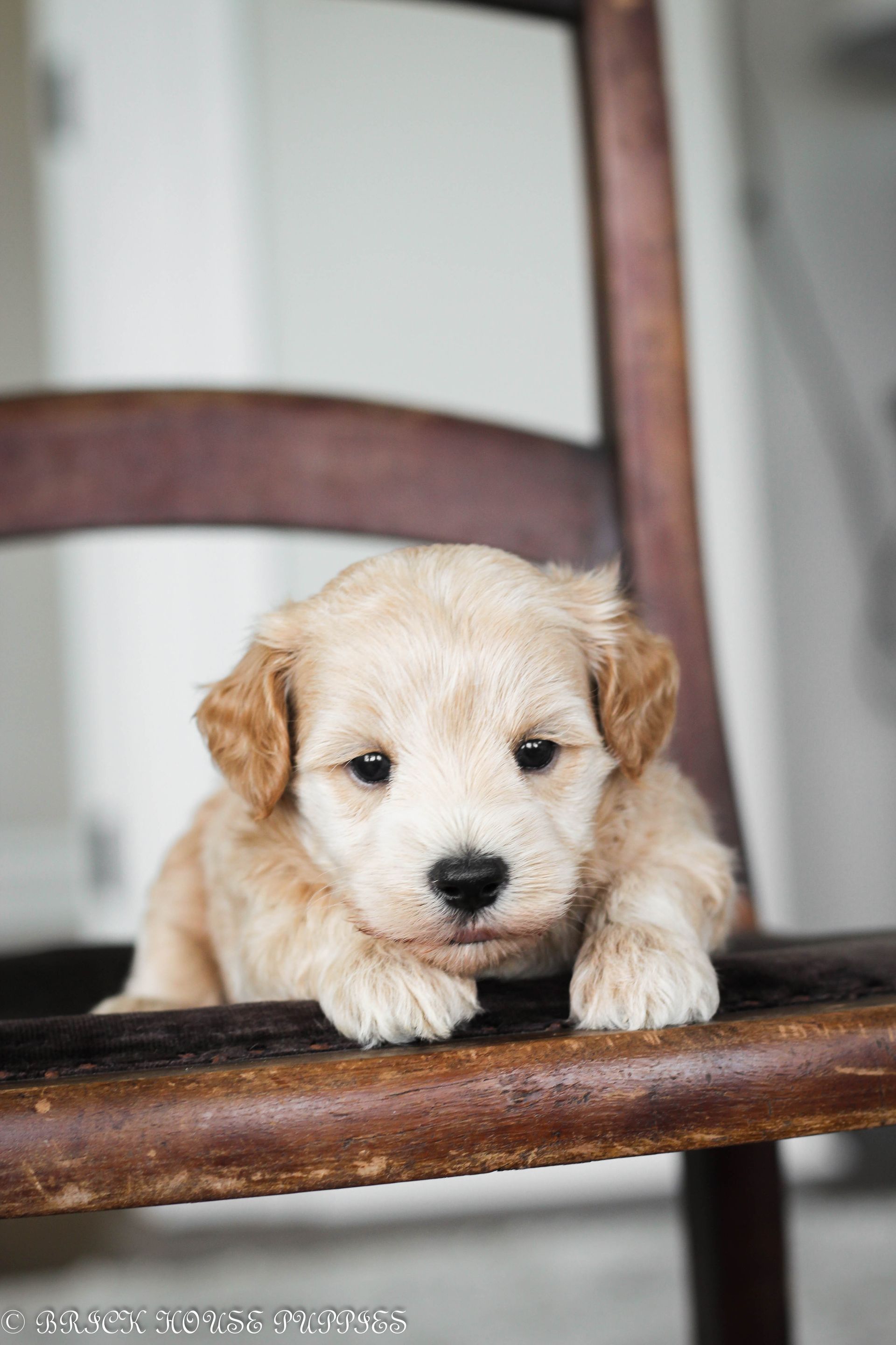 maltipoo puppies for sale, maltipoo puppies, maltese poodle, maltipoo, teddybear puppies for sale, teddybear puppies, puppies for sale, maltipoo breeder, multipoo puppies, multipooh, breeder of ,maltipoo puppies, multipoo puppies for sale, multipoo puppies, multipoo, multipoo breeder