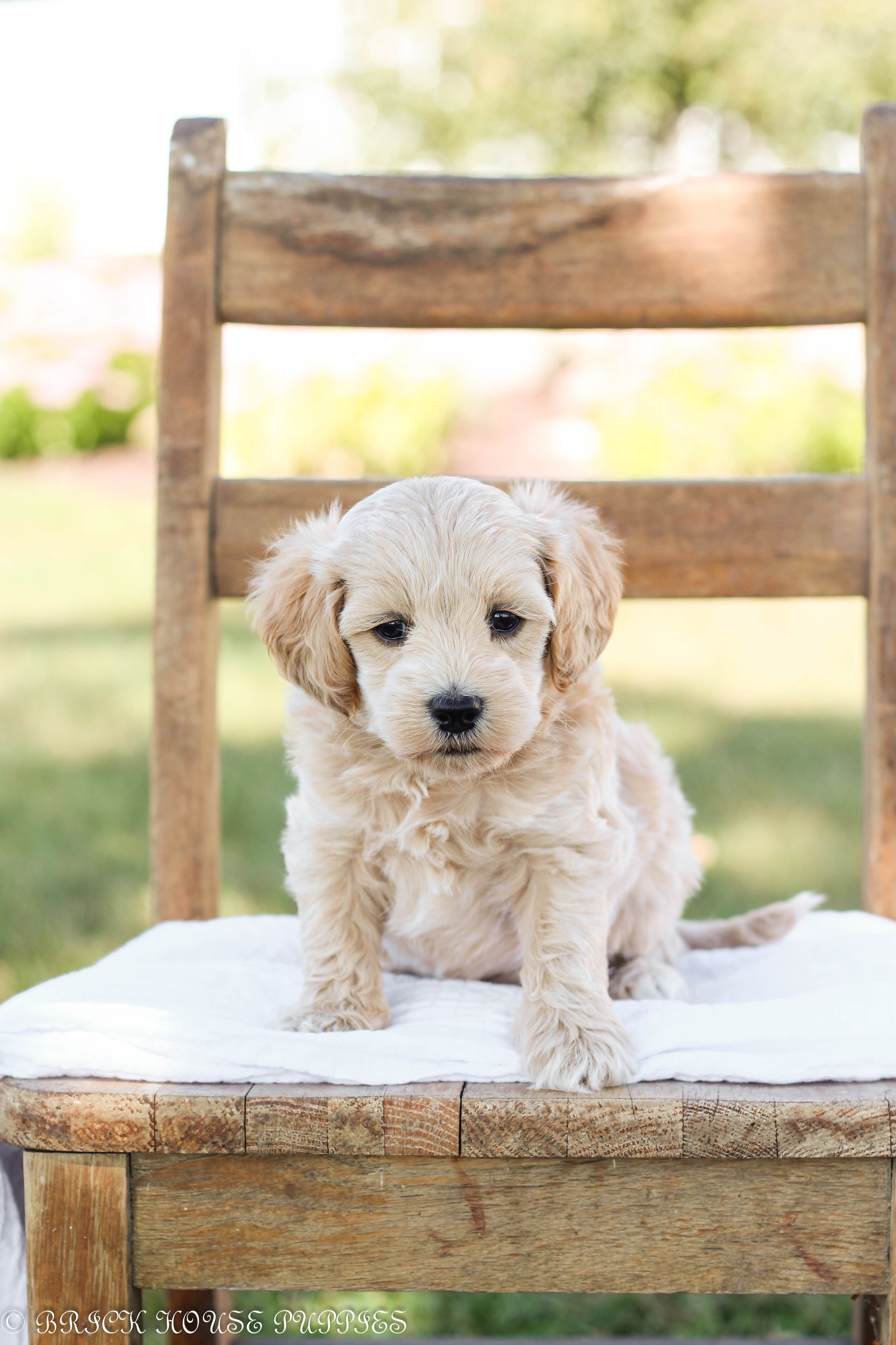 maltipoo puppies for sale, maltipoo puppies, maltese poodle, maltipoo, teddybear puppies for sale, teddybear puppies, puppies for sale, maltipoo breeder, multipoo puppies, multipooh, breeder of ,maltipoo puppies, multipoo puppies for sale, multipoo puppies, multipoo, multipoo breeder