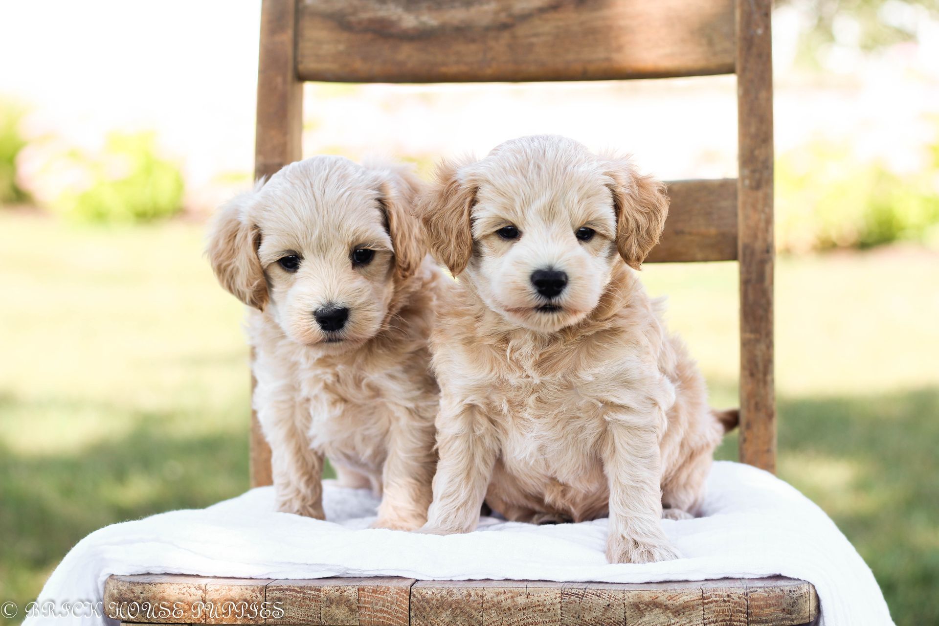 maltipoo puppies for sale, maltipoo puppies, maltese poodle, maltipoo, teddybear puppies for sale, teddybear puppies, puppies for sale, maltipoo breeder, multipoo puppies, multipooh, breeder of ,maltipoo puppies, multipoo puppies for sale, multipoo puppies, multipoo, multipoo breeder