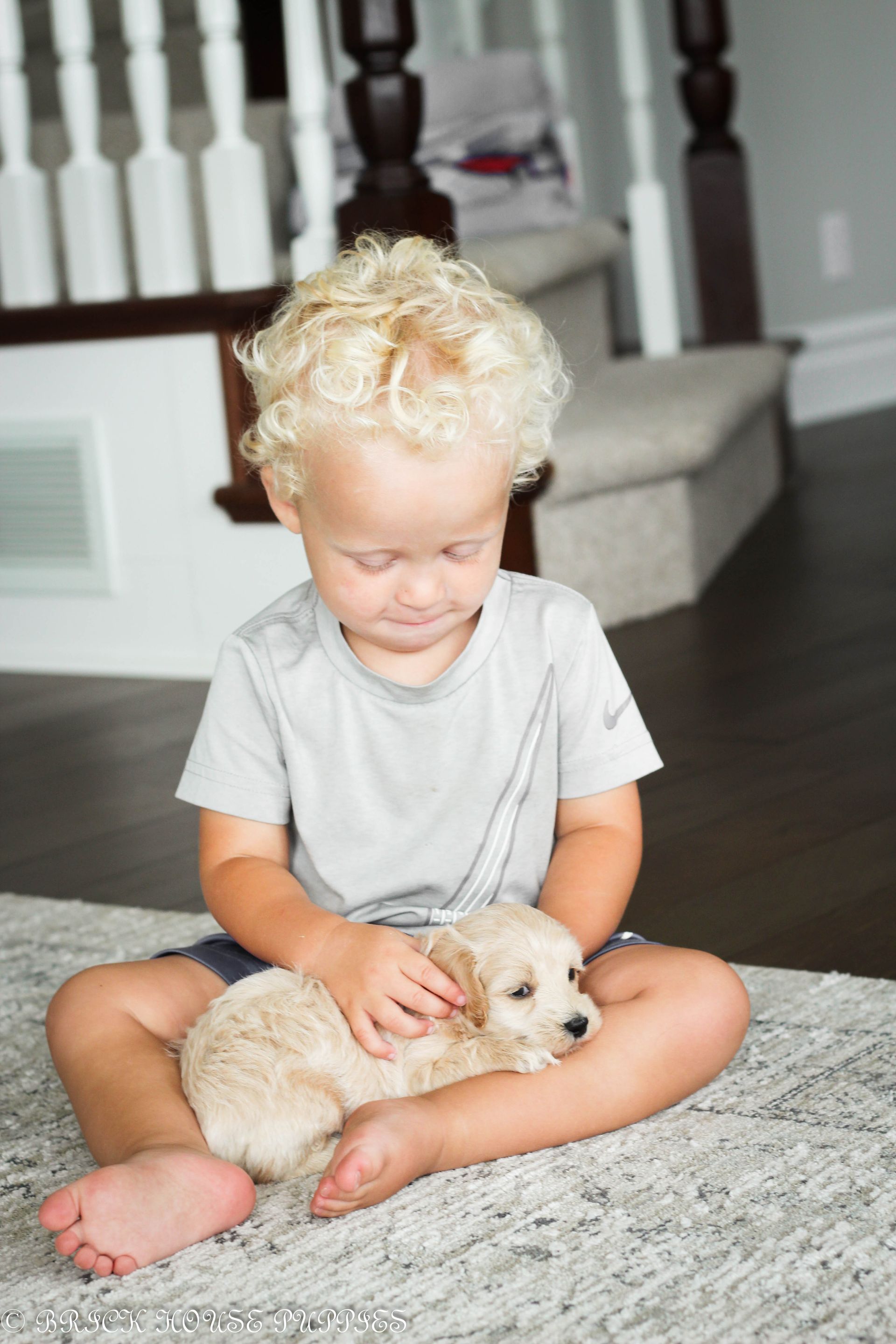 maltipoo puppies for sale, maltipoo puppies, maltese poodle, maltipoo, teddybear puppies for sale, teddybear puppies, puppies for sale, maltipoo breeder, multipoo puppies, multipooh, breeder of ,maltipoo puppies, multipoo puppies for sale, multipoo puppies, multipoo, multipoo breeder