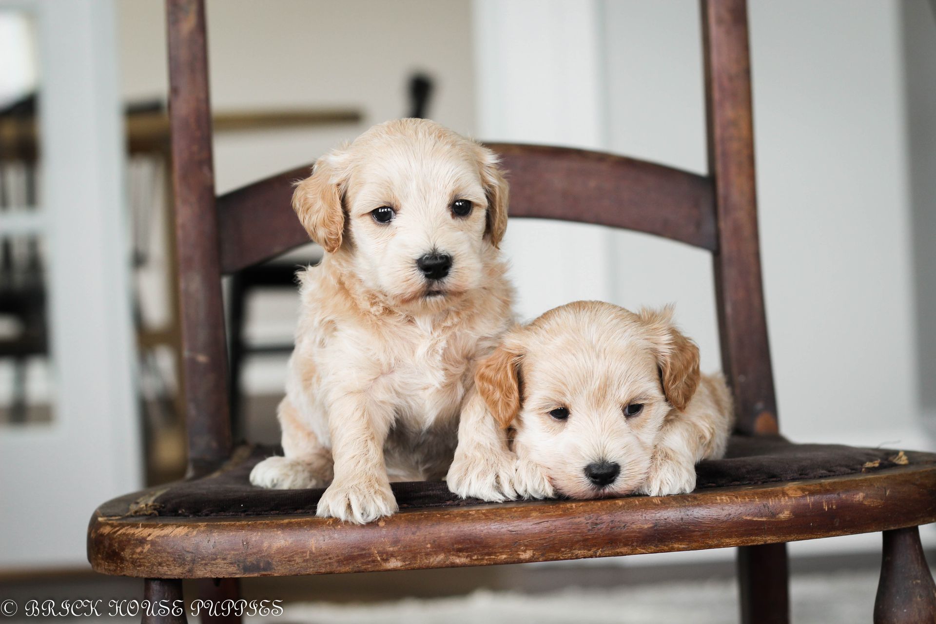 maltipoo puppies for sale, maltipoo puppies, maltese poodle, maltipoo, teddybear puppies for sale, teddybear puppies, puppies for sale, maltipoo breeder, multipoo puppies, multipooh, breeder of ,maltipoo puppies, multipoo puppies for sale, multipoo puppies, multipoo, multipoo breeder